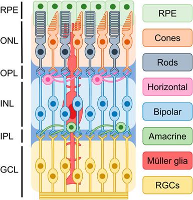 Frontiers The Role Of Epigenetic Methylation Demethylation In The